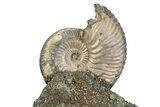 Iridescent Pyritized Ammonite (Quenstedticeras) Fossil Display #383626-1